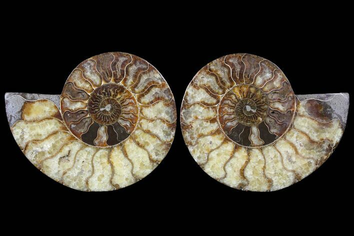 Cut & Polished Ammonite Fossil - Agatized #91179